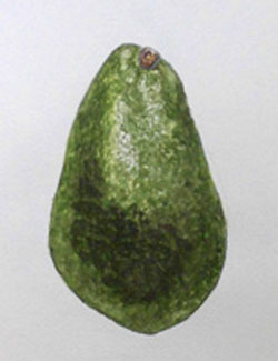 Avocado