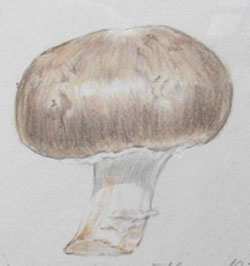 Champignon