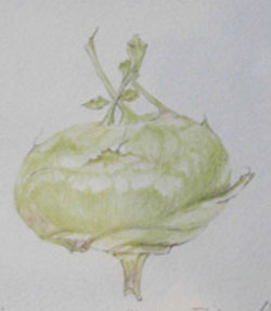 Kohlrabi