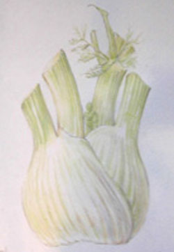 Fenchel